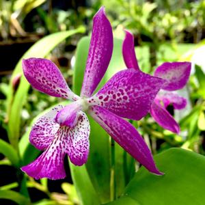 Epicatarthron Hilo Adventure