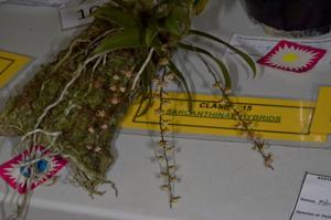 <i>Peristorrhiza</i> Surreal