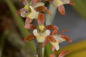 Peristorrhiza Surreal