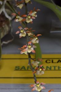 Peristorrhiza Surreal