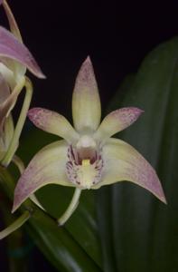 <i>Dendrobium</i> Kham Duc