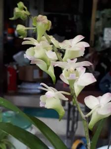 Aeridovanda Tzeng-Wen Happy