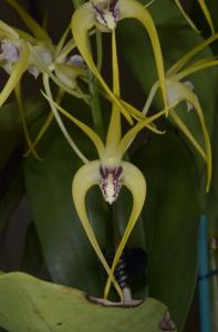 Dendrobium Hilda Poxon