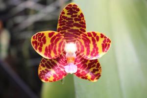 Phalaenopsis Jong's Gigan Cherry