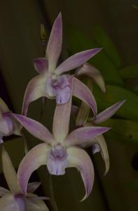 <i>Dendrobium</i> Colonial June