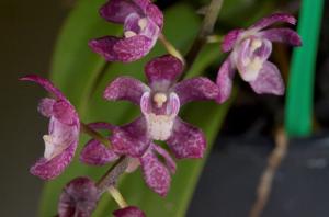 Peristerchilus Cherub