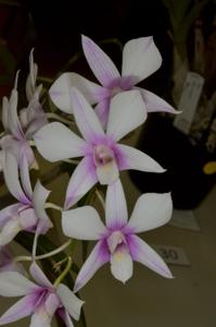 <i>Dendrobium</i> Vern Frampton