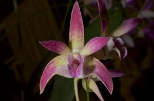 <i>Dendrobium</i> Tan Son Nhut