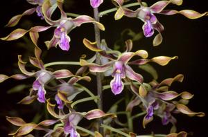 <i>Dendrobium</i> Fraser's Orange Conquest
