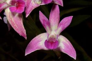 Dendrobium Binh-Ba