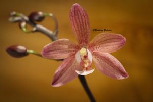 <i>Phalaenopsis</i> Lokelani