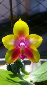 Phalaenopsis Yin's Black Eagle