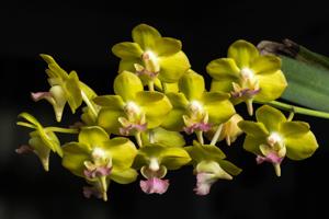 Aeridovanda Photisan