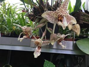 Stanhopea Memoria Paul Allen