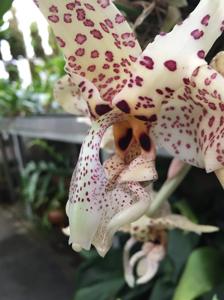 <i>Stanhopea</i> Mem. Paul Allen