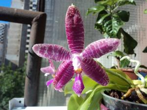 Phalaenopsis gersenii