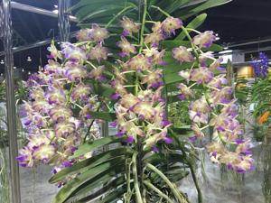 Perreiraara Parichart