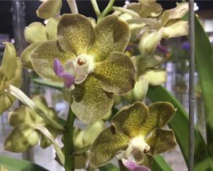 Papilionanda Batram