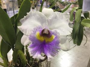 Rhyncholaeliocattleya White Diamond