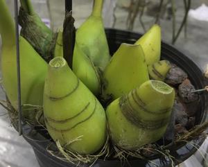 Bulbophyllum Wilbur Chang