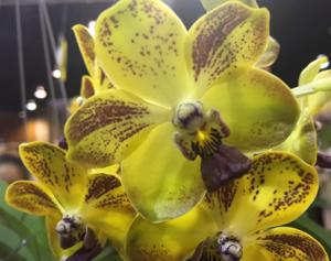 <i>Vandachostylis</i> Ploenpit Prize