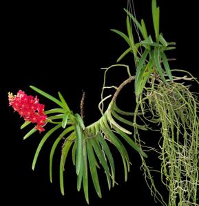 Vanda Laksi