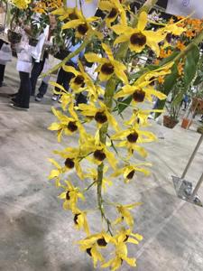 <i>Dendrobium</i> Chanthaboon Moonlight