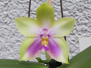 Phalaenopsis Chienlung Happy Queen