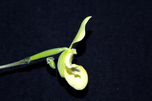<i>Paphiopedilum</i> Struber Zwerg