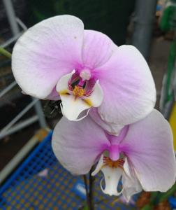 <i>Phalaenopsis</i> Hsinying Maki