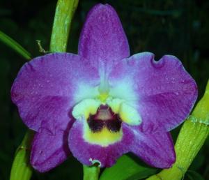 <i>Dendrobium</i> Ziggy Stardust