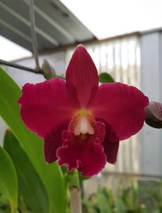 <i>Rhyntonleya</i> Red Stella