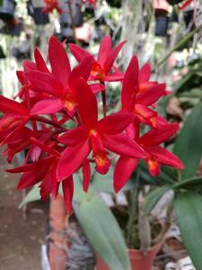 Cattlianthe Rojo