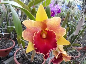 Rhyncholaeliocattleya Amazing Thailand
