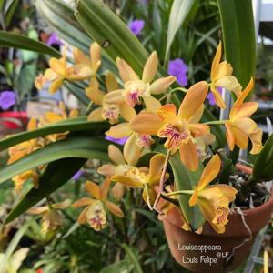 Louiscappeara Louis Felipe