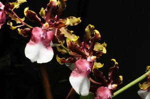 Oncidium Issaku Nagata