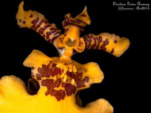 Oncidesa Gower Ramsey