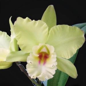 Rhyncholaeliocattleya Mystic Isles