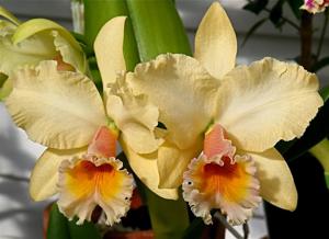 Rhyncholaeliocattleya George King