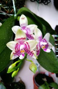 Phalaenopsis Evelyn Lee Pei Yee