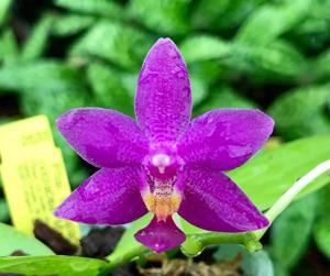 Phalaenopsis Equalacea