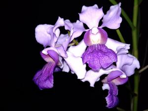 Vanchoanthe Michelle Lim