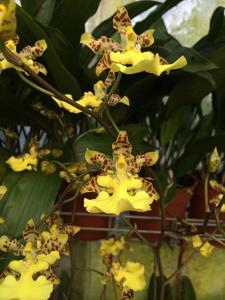 <i>Oncidium</i> Imperial
