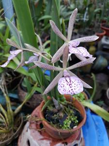 Vaughnara Jairak Kiss