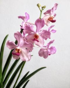 Papilionanda Aileen Chew