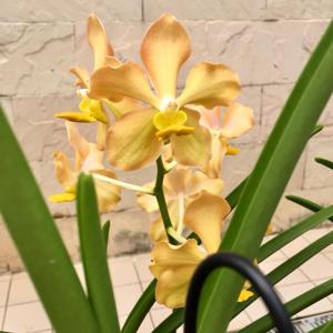 Papilionanda Elishea Hidajat