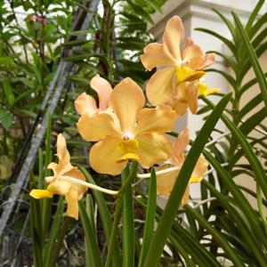 Papilionanda Elishea Hidajat