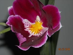 Miltoniopsis Mont Mado