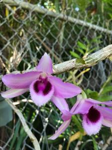 Dendrobium Hsinying Sweetscent
