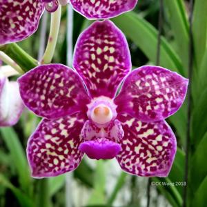 Vanchoanthe Memoria Holland Tan